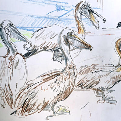 Galapagos Pelicans