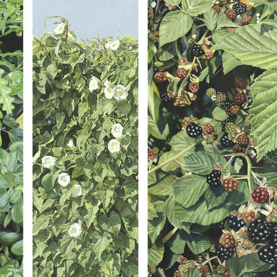 Houseplants, Disregarded Beauty, Blackberries