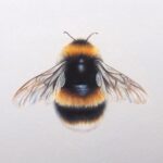 Emma Tuzzio - 'Bumblebee', pastel painting