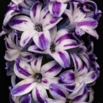 Geoff Waring - Hyacinth