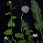 Geoff Waring - Garlic Mustard, Dandelion and Wood Anemones Late April