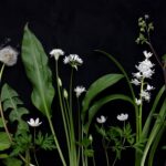 Geoff Waring - Wild Flowers Late April