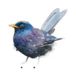 Rachel Spreckley Art - Watercolour 'Blackbird'