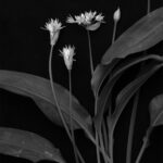 Geoff Waring - Wild Garlic Late April