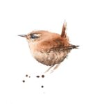 Rachel Spreckley Art - watercolour 'Wren'