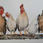 The fantastic 5, ink and watercolour 40 X 60