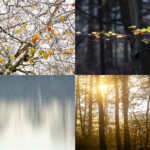 Examples of tree photos by Jane Mucklow