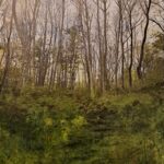 Woodland Pathway