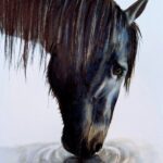 A Horse's portrait, ink and watercolour  28 x 38 cm