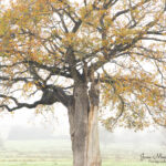 Photo of an oak tree in Autumn on a misty morning by Jane Mucklow Photography