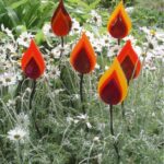 Red hot Pokers