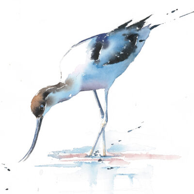 Avocet in watercolour